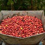 chế biến cà phê arabica